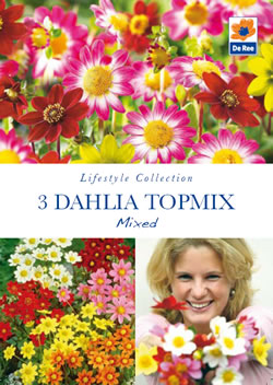 Dahlia Topmix Mixed Lifestyle Collection Bulbs