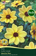 Lolo Love Dahlia Tuber