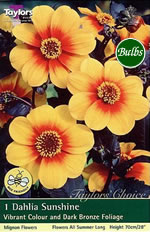Sunshine Dahlia Tuber