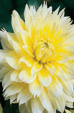 Dahlia Canary Fubuki Xtra Large Bulbs