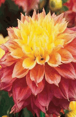 Dahlia Kogane Fubuki Xtra Large Bulbs