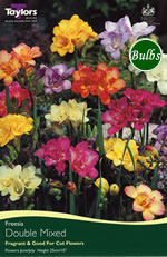 Mixed Double - Freesia Bulb