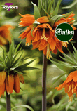 Imperialis Aurora - Fritillaria Bulb
