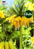 Imperialis Lutea Max - Fritillaria Bulb