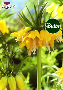 Imperialis Lutea Max - Fritillaria Bulb