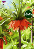 Imperialis Rubra - Fritillaria Bulb