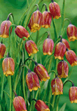 Fritillaria Uva Vulpis Lifestyle Bulbs