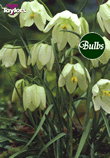 Meleagris Alba - Fritillaria Bulb