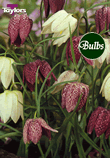 Meleagris Mixed - Fritillaria Bulb