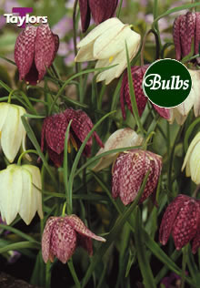 Meleagris Mixed - Fritillaria Bulb
