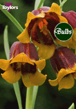 Michailovskyi - Fritillaria Bulb