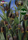 Uva Vulpis - Fritillaria Bulb