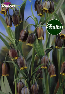 Uva Vulpis - Fritillaria Bulb