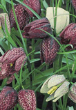 Fritillaria Meleagris Bulbs - XL Value Range