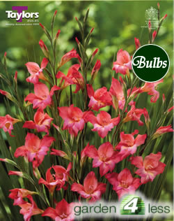 Charming Beauty-Nanus Gladioli Bulb