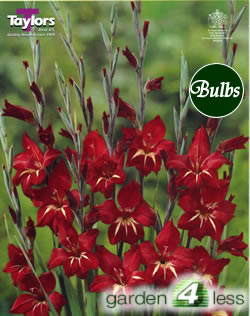 Claudia-Nanus Gladioli Bulb