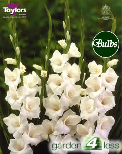 Sancerre-Large Flowering Gladioli Bulb
