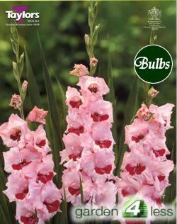 Wine and Roses -Large Flowering Gladioli Bulb