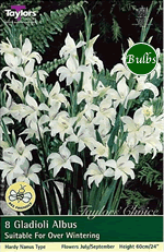 Albus-Nanus Gladioli Bulb
