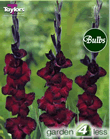 Black Star-Large Flowering Gladioli Bulb