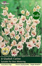 Carine-Nanus Gladioli Bulb