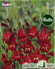 Claudia-Nanus Gladioli Bulb