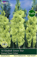 Green Star-Butterfly Gladioli Bulb