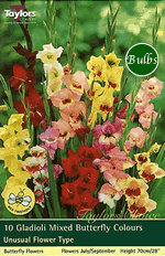 Mixed Colours-Large Flowering Gladioli Bulb