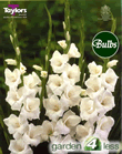 Sancerre-Large Flowering Gladioli Bulb