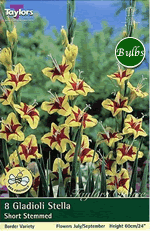 Stella-Border Gladioli Bulb