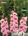 Wine and Roses -Large Flowering Gladioli Bulb