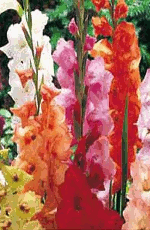 Gladioli Mixed Lifestyle Collection Bulbs