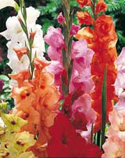 Gladioli Mixed Lifestyle Collection Bulbs