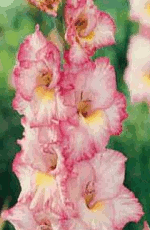 Gladioli Priscilla Lifestyle Collection Bulbs