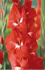 Gladioli Traderhorn Lifestyle Collection Bulbs
