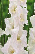 Gladioli White Prosperity Lifestyle Collection Bulbs