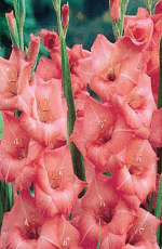 Gladioli Applause Xtra Large Bulbs