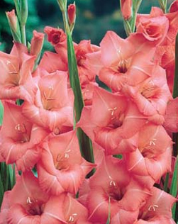 Gladioli Applause Xtra Large Bulbs