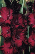 Gladioli Black Jack Xtra Large Bulbs