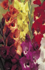 Gladioli Large Flowering Mixed Xtra Large Bulbs