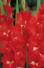 Gladioli Traderhorn Xtra Large Bulbs