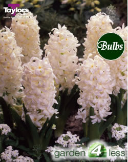 Hyacinth Bulbs Carnegie