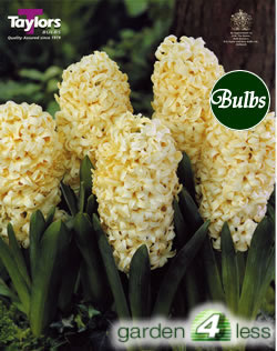 Hyacinth Bulbs City Of Haarlem
