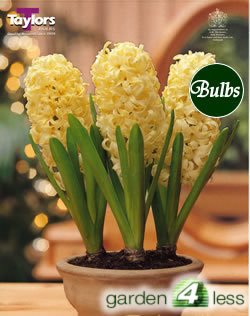 Hyacinth Bulbs City of Haarlem  (Fragrant)
