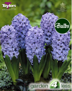Hyacinth Bulbs Delft Blue