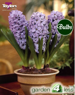 Hyacinth Bulbs Delft Blue (Fragrant)