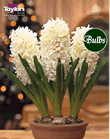 Hyacinth Bulbs Aiolos (Fragrant)