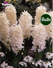 Hyacinth Bulbs Carnegie