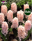 Hyacinth Bulbs China Pink