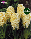 Hyacinth Bulbs City Of Haarlem